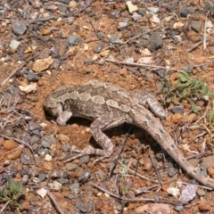 Amphibolurus muricatus at Hackett, ACT - 17 Dec 2007