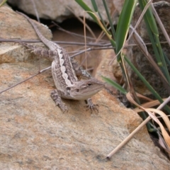 Amphibolurus muricatus (Jacky Lizard) at Hackett, ACT - 1 Jan 2007 by waltraud