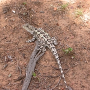 Amphibolurus muricatus at Hackett, ACT - 30 Jan 2005