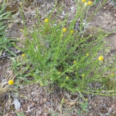 Calotis lappulacea (Yellow Burr Daisy) at Symonston, ACT - 18 Nov 2015 by Mike