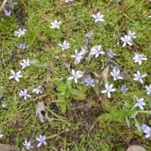 Isotoma fluviatilis subsp. australis at Isaacs Ridge Offset Area - 19 Nov 2015