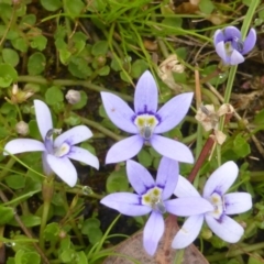 Isotoma fluviatilis subsp. australis at Isaacs Ridge Offset Area - 19 Nov 2015 09:30 AM