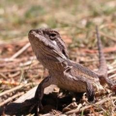Pogona barbata (Eastern Bearded Dragon) at Canberra Central, ACT - 23 Sep 2006 by waltraud
