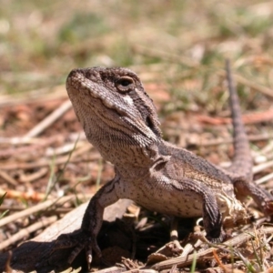 Pogona barbata at Canberra Central, ACT - suppressed