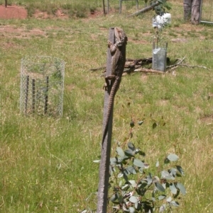 Pogona barbata at Hackett, ACT - suppressed