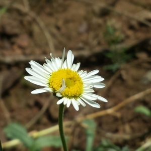 Brachyscome diversifolia var. diversifolia at Hackett, ACT - 19 Nov 2015 11:25 AM