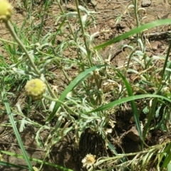 Brachyscome diversifolia var. diversifolia at Hackett, ACT - 19 Nov 2015 11:25 AM