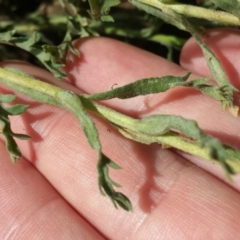 Brachyscome diversifolia var. diversifolia at Hackett, ACT - 19 Nov 2015 11:25 AM