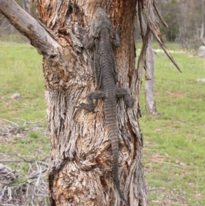 Pogona barbata at Hackett, ACT - suppressed