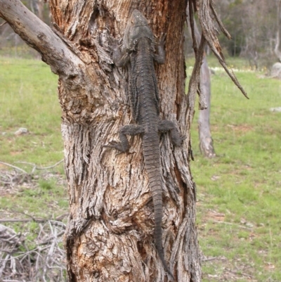 Pogona barbata (Eastern Bearded Dragon) at Mount Majura - 15 Oct 2005 by waltraud