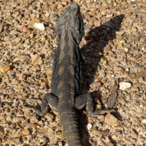 Pogona barbata at Bruce, ACT - 13 Nov 2015