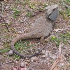 Pogona barbata (Eastern Bearded Dragon) at Hackett, ACT - 16 Dec 2007 by waltraud