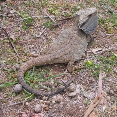 Pogona barbata (Eastern Bearded Dragon) at Hackett, ACT - 16 Dec 2007 by waltraud