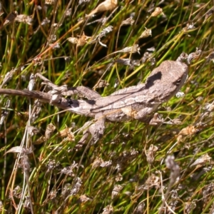 Amphibolurus muricatus at Hackett, ACT - 21 Mar 2005