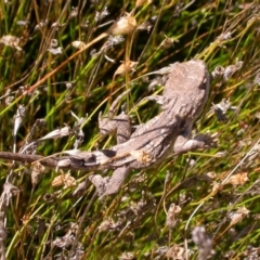 Amphibolurus muricatus at Hackett, ACT - 21 Mar 2005