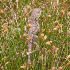 Amphibolurus muricatus at Hackett, ACT - 21 Mar 2005