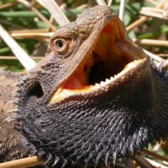 Pogona barbata (Eastern Bearded Dragon) at Hackett, ACT - 6 Oct 2006 by waltraud