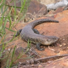 Egernia cunninghami (Cunningham's Skink) at Mount Majura - 8 Jan 2005 by waltraud