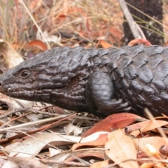 Tiliqua rugosa (Shingleback Lizard) at Mount Majura - 11 Feb 2007 by waltraud