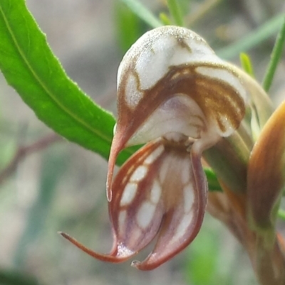 Oligochaetochilus hamatus (Southern Hooked Rustyhood) at Canberra Central, ACT - 19 Nov 2015 by MattM