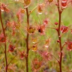 Drosera auriculata (Tall Sundew) at Hackett, ACT - 30 Oct 2005 by waltraud