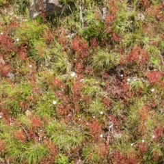 Drosera auriculata at Hackett, ACT - 30 Oct 2005 12:00 AM