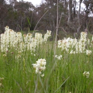 Stackhousia monogyna at Hackett, ACT - 16 Oct 2005