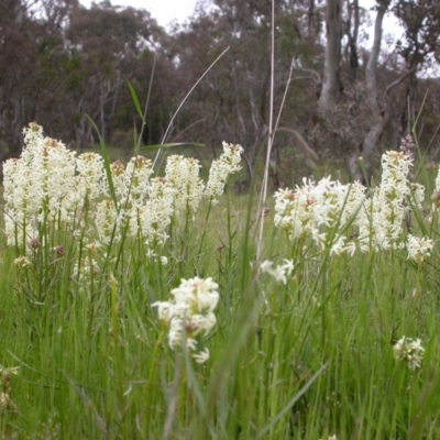 Stackhousia monogyna (Creamy Candles) at Mount Majura - 15 Oct 2005 by waltraud