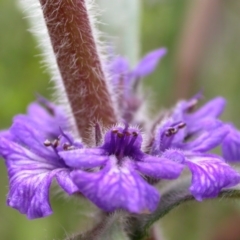 Ajuga australis (Austral Bugle) at Canberra Central, ACT - 29 Oct 2005 by waltraud