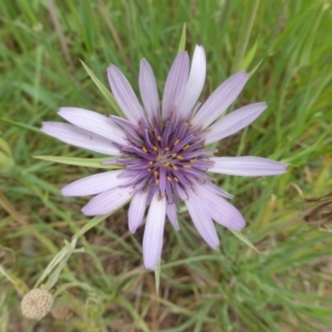 Tragopogon porrifolius subsp. porrifolius at Jerrabomberra, ACT - 19 Nov 2015