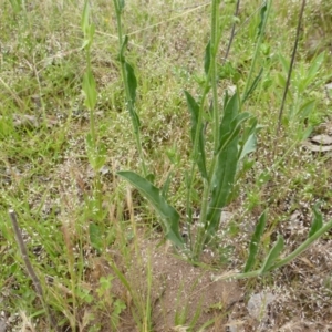 Hackelia suaveolens at Jerrabomberra, ACT - 19 Nov 2015