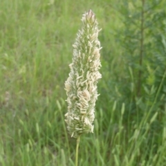 Phalaris aquatica (Phalaris, Australian Canary Grass) at Jerrabomberra, ACT - 18 Nov 2015 by Mike