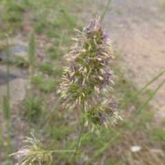 Dactylis glomerata (Cocksfoot) at Jerrabomberra, ACT - 18 Nov 2015 by Mike