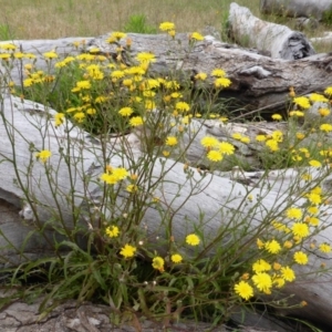 Crepis capillaris at Isaacs Ridge Offset Area - 19 Nov 2015