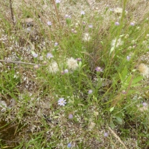 Vittadinia muelleri at Jerrabomberra, ACT - 19 Nov 2015