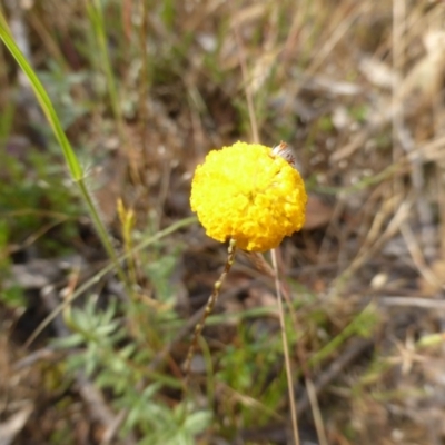 Leptorhynchos squamatus subsp. squamatus (Scaly Buttons) at Symonston, ACT - 18 Nov 2015 by Mike