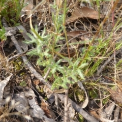 Leptorhynchos squamatus subsp. squamatus at Symonston, ACT - 19 Nov 2015