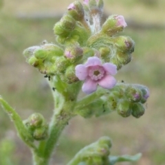 Cynoglossum australe (Australian Forget-me-not) at Symonston, ACT - 18 Nov 2015 by Mike