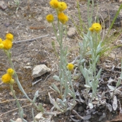 Chrysocephalum apiculatum (Common Everlasting) at Symonston, ACT - 19 Nov 2015 by Mike