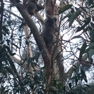 Phascolarctos cinereus (Koala) at - 18 Nov 2015 by Koala_fanatic