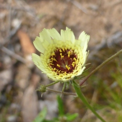 Tolpis barbata (Yellow Hawkweed) at Symonston, ACT - 18 Nov 2015 by Mike