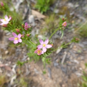 Centaurium erythraea at Symonston, ACT - 19 Nov 2015 08:36 AM