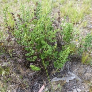 Cheilanthes distans at Symonston, ACT - 19 Nov 2015