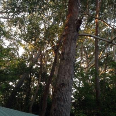 Phascolarctos cinereus (Koala) at Port Macquarie, NSW - 19 Nov 2015 by meremark