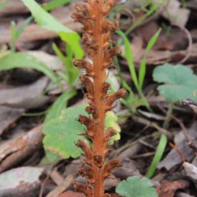 Orobanche minor (Broomrape) at Hackett, ACT - 19 Nov 2015 by petersan