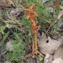 Orobanche minor at Hackett, ACT - 19 Nov 2015