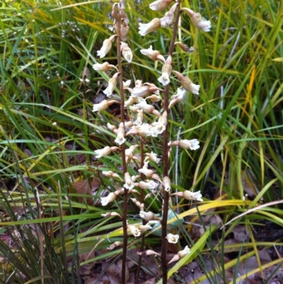 Gastrodia sesamoides (Cinnamon Bells) at Canberra, ACT - 19 Nov 2015 by brunonia