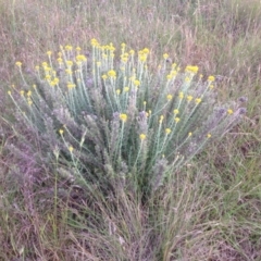 Chrysocephalum semipapposum (Clustered Everlasting) at Ngunnawal, ACT - 14 Nov 2015 by GeoffRobertson