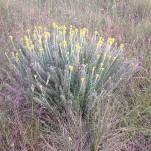 Chrysocephalum semipapposum at Ngunnawal, ACT - 15 Nov 2015 07:31 AM