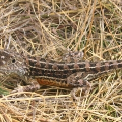 Tympanocryptis lineata (Canberra Grassland Earless Dragon, Lined Earless Dragon) at Jerrabomberra, ACT - 1 Nov 2006 by GeoffRobertson